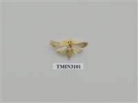 藏品(螟蛾150)的圖片